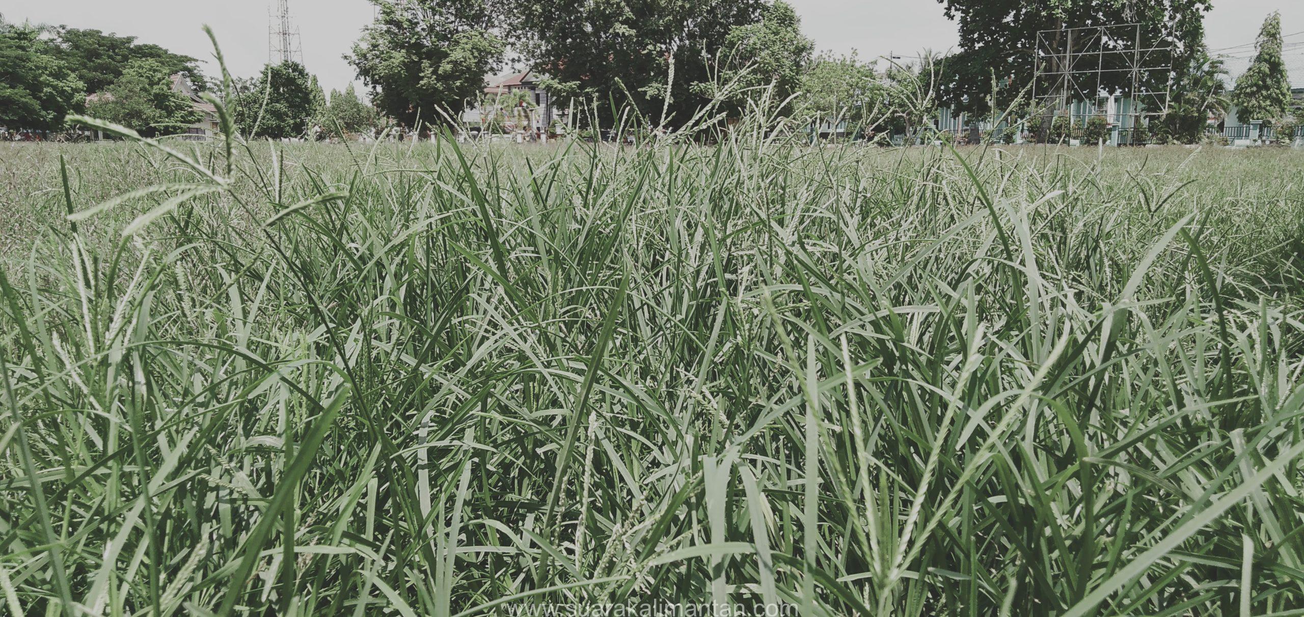 Dispora Tapin Tidur Tak Perhatian Rumput Lapangan Suara Dispora Tapin Tidur Tak Perhatian Rumput Lapangan Suara